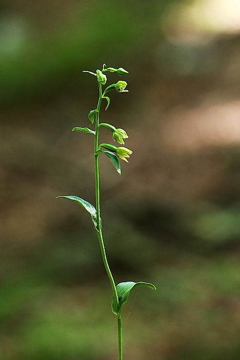 Epipactis exilis